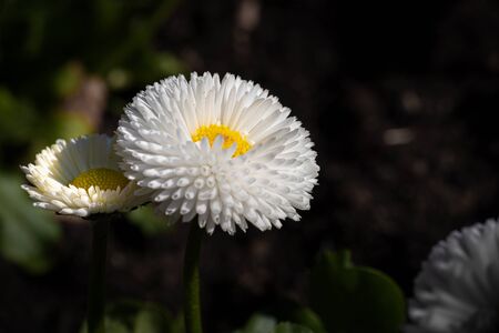 Bellis perennis is a species of daisy common in Europe. It is widespread in many temperate zones. Many similar plants are known as daisies, or also as English daisies, common daisies or lawn daisies.の写真素材