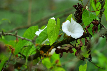 Field bindweed (Convolvulus arvensis).の写真素材