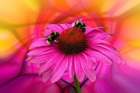 Narrow-leaved sun hat, Echinacea angustifolia, with two bumblebees as visitors, in front of an abstact backgroundの写真素材
