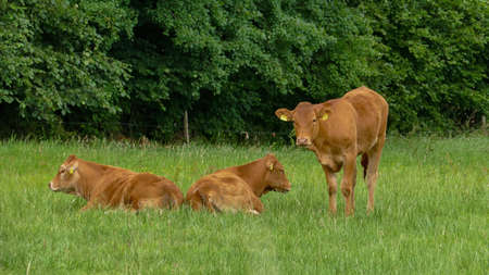 Three brown young cows lying on grass pasture.