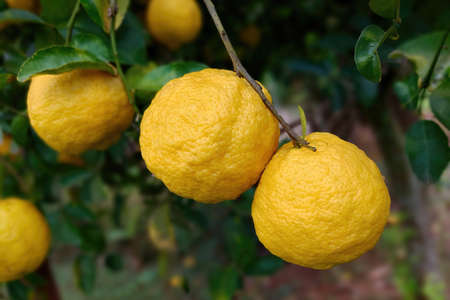 Lemons, ripe citrus fruits on the tree