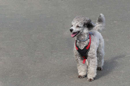 Silver poodle dwarf poodle on the street.の写真素材