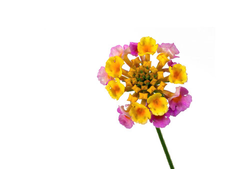 Colorful flowers (Lantana camara leaves) on white background, macro shotの写真素材