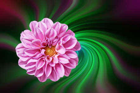 Dahlia against a colorful abstract background.
