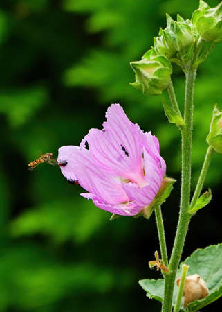 Pink flower with a hover fly and black beetles.