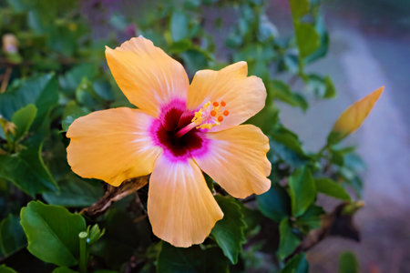 Orange hibiscus flower in the garden with blur background.