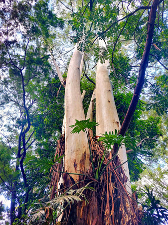 Giant eucalyptus tree with green leaves growing in the forestの写真素材