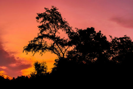 Silhouette of tree with sunset sky background, nature background.の写真素材