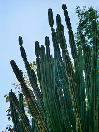 Columnar cactus, botanical name Cereus peruvianusの写真素材