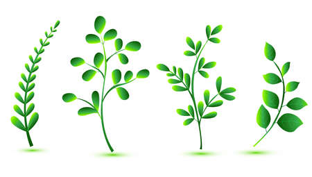 Elegant various shapes green leaves set designのイラスト素材