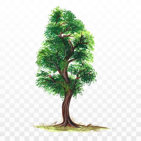 Hand draw watercolor forest tree backgroundのイラスト素材