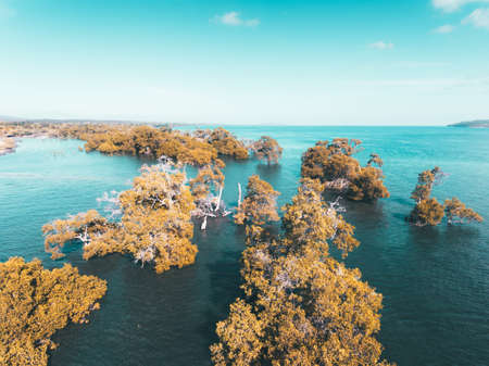 Aerial view of mangrove tree in the midle of blue sea water. Beautiful beach with blue sky