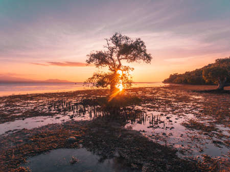Beautifull sunset with mangrove three in low tide beach at Ai Lemak Beach, Sumbawa, Indonesiaの写真素材