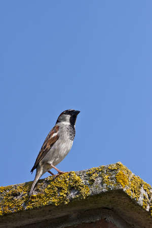 House Sparrow の写真素材