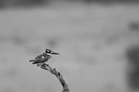 Pied Kingfisher perched の写真素材
