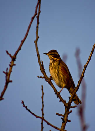 Redwingの写真素材