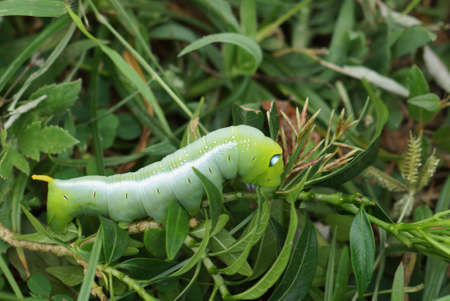 planteatingの写真素材