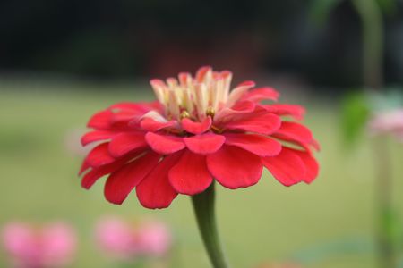 Red Zinniaの写真素材