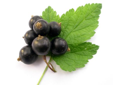 Black currant on white backgroundの写真素材