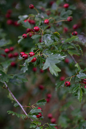 Rosehip Red berries on a bush close up, England. Ripe season berries foraging.