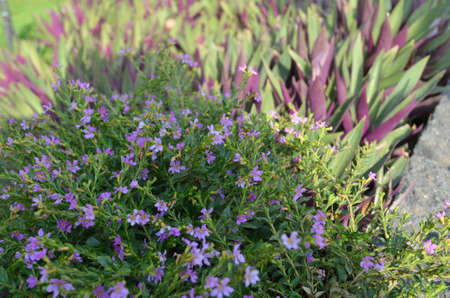 Purple Flowersの写真素材