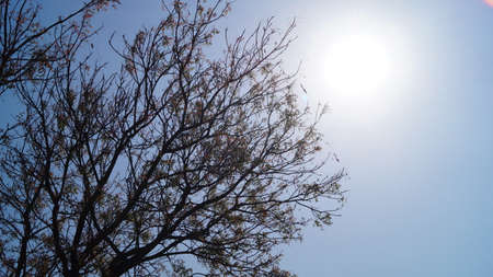Tree leaves sun and sky
