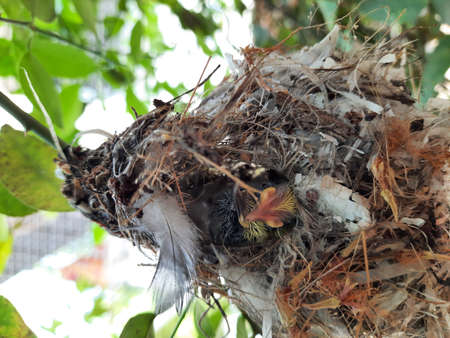 Cute little baby humming bird