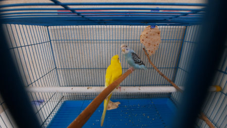 Love birds in a cageの写真素材