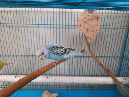 Love birds in a cage