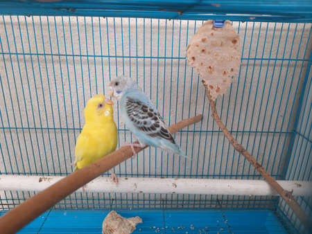 Love birds in a cageの写真素材