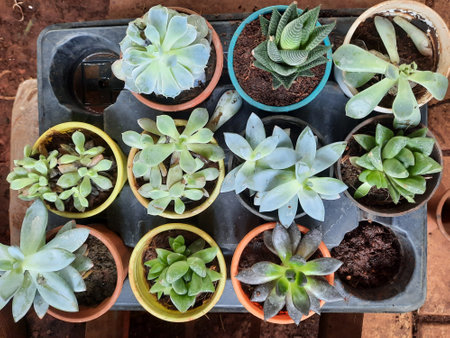 Various type of potted plants in a nursery.
