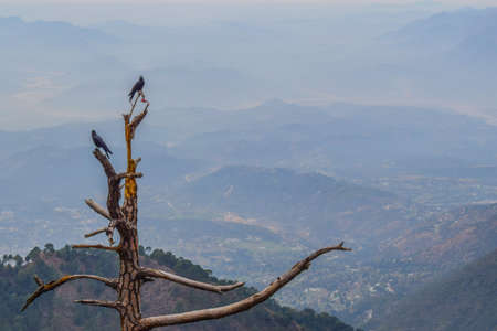 Crows sitting on a tree atop mountainの写真素材