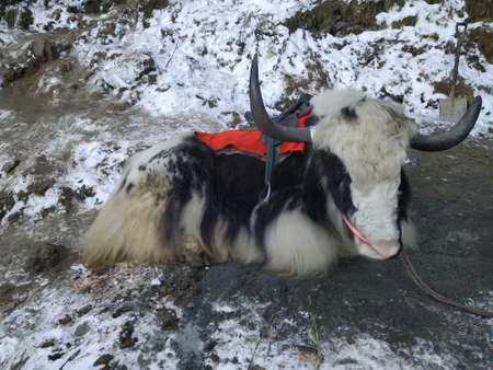 Giant tibetan yak sitting on the snow mountain. Wild cow with fur during winters.の写真素材