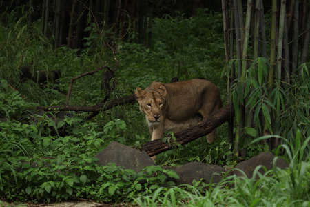 Lioness, lion in the jungleの写真素材