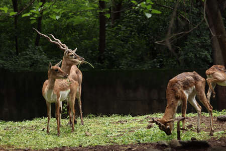 Herd of vulnerable species of reindeer and buck grazing the grassland. Deers looking in same direction.の写真素材