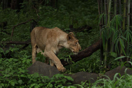 A lioness is slowly moving towards her preyの写真素材