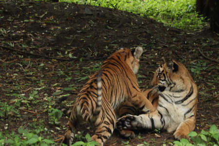 Tigers in playful mood, best friends, friends foreverの写真素材