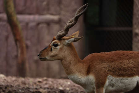 An adult black buck side view with hornsの写真素材