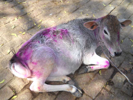 sacred domestic young cow sitting silentlyの写真素材