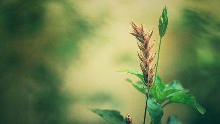 Flowerの写真素材