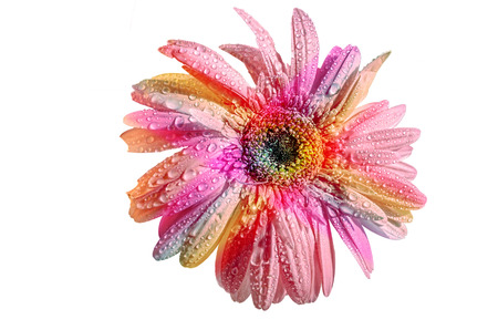 abstract macro daisy flower with dew drops isolated on white backgroundの写真素材