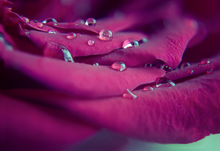 extreme macro red rose flower with dew drops on itの写真素材
