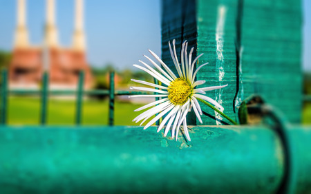 white macro flower on green pipeの写真素材