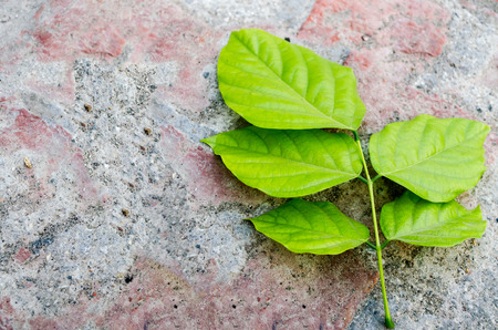 leaf autumn fall background textureの写真素材