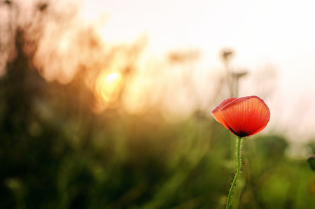 spring season red tulip like flower at teh time of morning or sunset in summer or winter season with selective focus on flower and grass or foliage out of focus bokeh with sun shining through grass spreading warm sunlight creatiing a beautiful sunset or sの写真素材