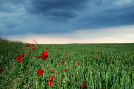 Green field with poppy before the storm