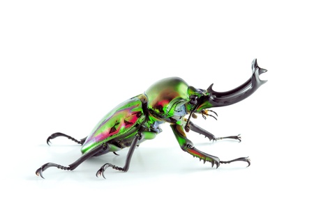 Phalacrognathus muelleriの写真素材
