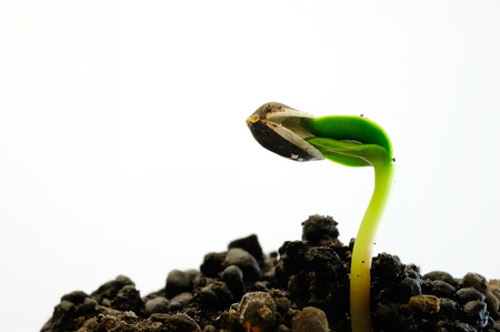 Germination of sunflowerの写真素材