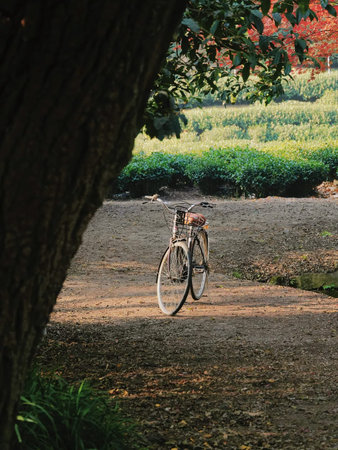 Bicycle on the road in the park with a tree in the backgroundの写真素材