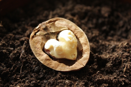 walnut on the groundの写真素材